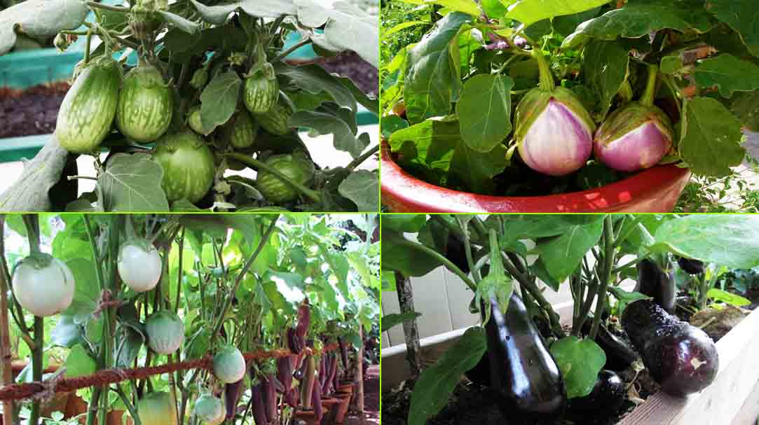 Image result for Ã¡ÂÂÃ¡ÂÂÃ¡ÂÂÃ¡ÂÂÃ¡ÂÂ