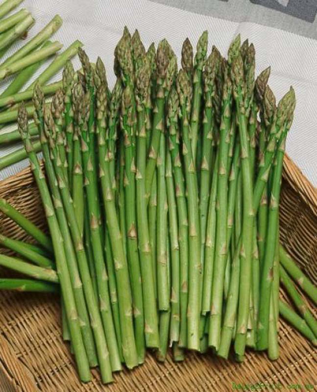 បច្ចេកទេសដាំទំពាំងបារាំង (asparagus) និងអត្ថប្រយោជន៍ចំពោះសុខភាព – www.eangsophalleth.net